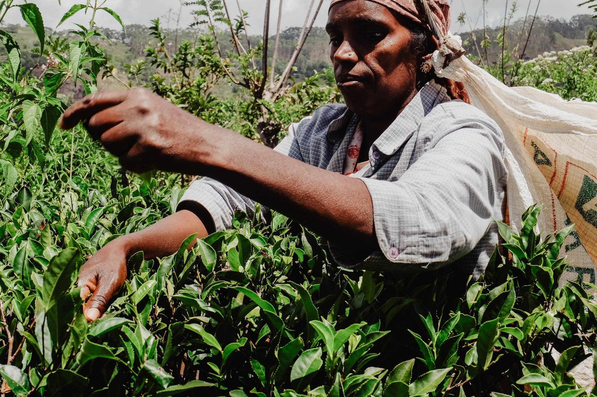 Erntehelfer bei der Teeernte in Indien